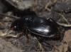 Harpalus dimidiatus